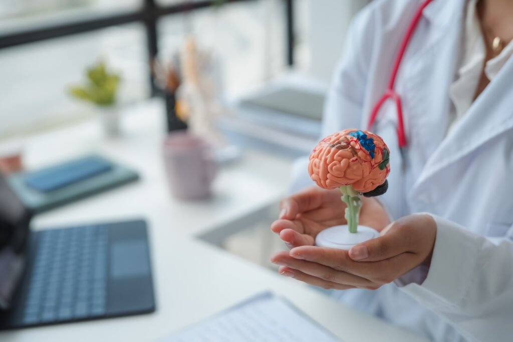 Medical professional is holding a brain model in their hands, potentially for use in patient education or to illustrate a neurological point